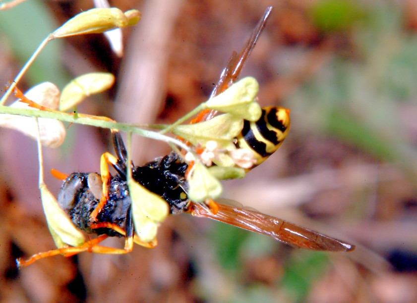 Polistes gallicus